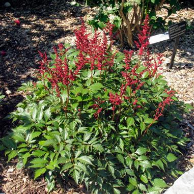 Astilbe arensii 'Fanal'