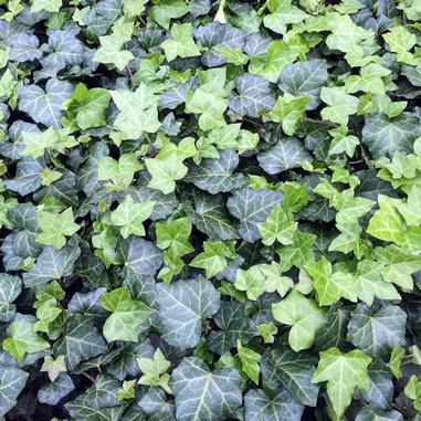 Hedera helix 'Thorndale' - Click Image to Close