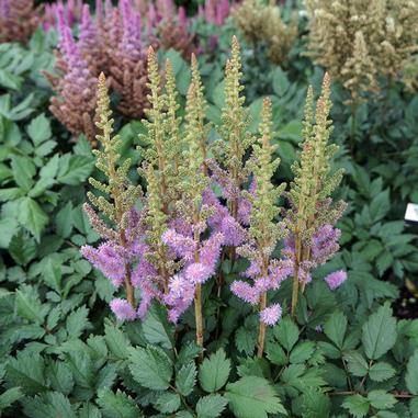 Astilbe chinensis 'Pumila' - Click Image to Close