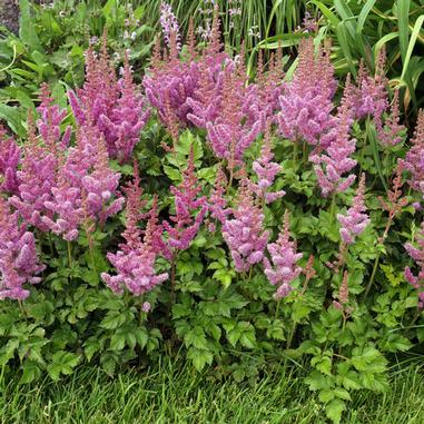 Astilbe chinensis 'Visions'