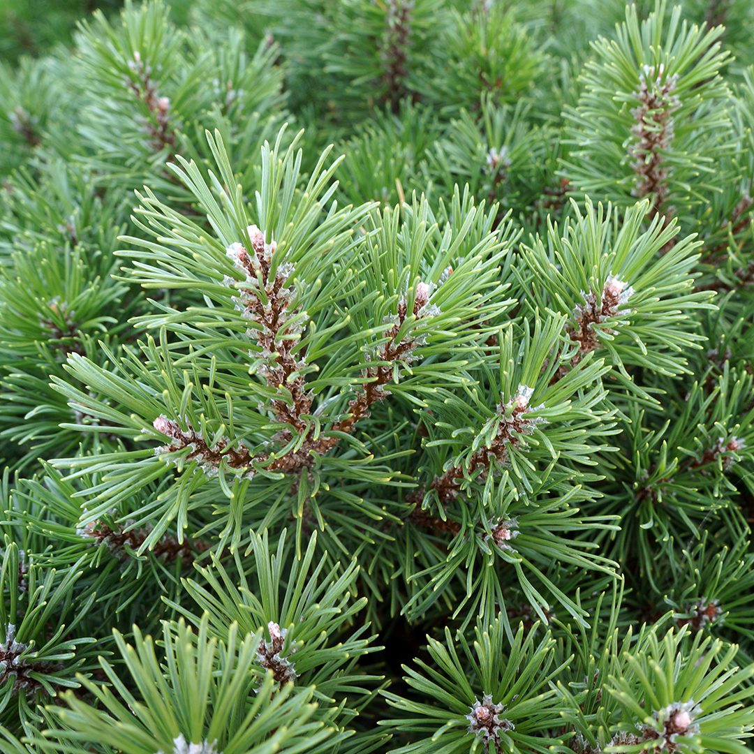 Pinus mugo 'Slowmound'
