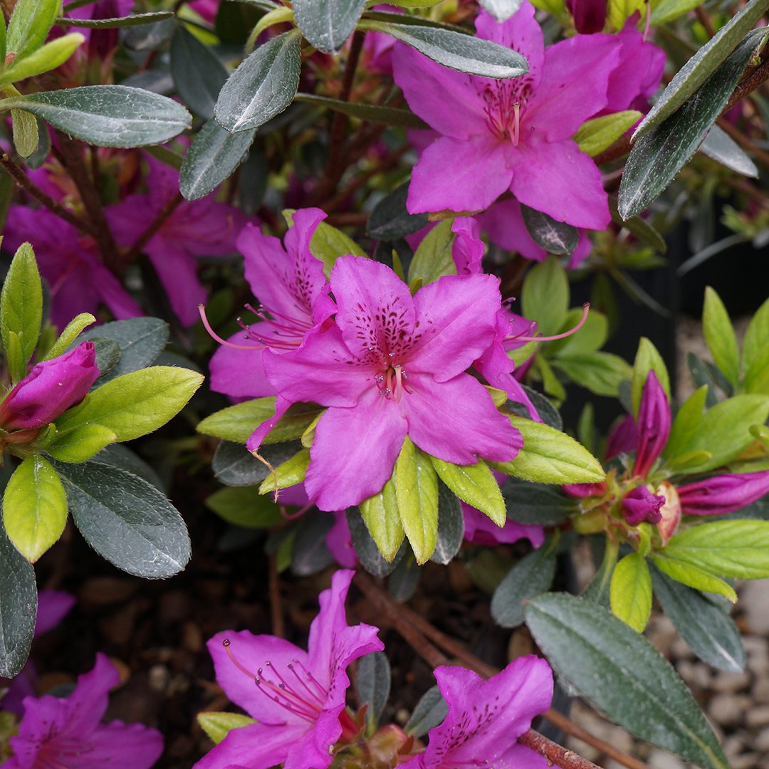 Rhododendron 'Karen'