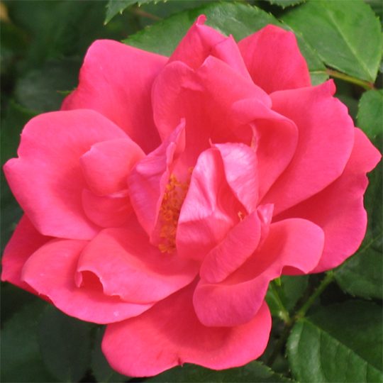 Rosa 'Radrazz'
