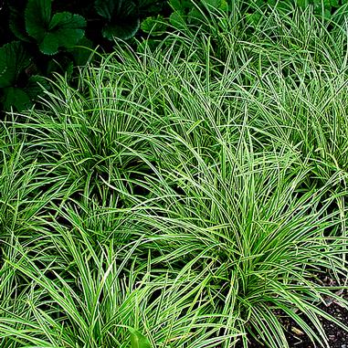 Carex morrowii 'Ice Dance' - Click Image to Close