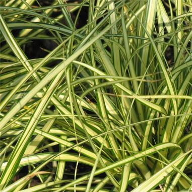 Carex oshimensis 'Evergold' - Click Image to Close