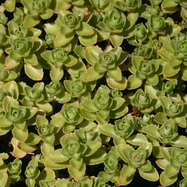 Sedum spurium 'Green Mantle'