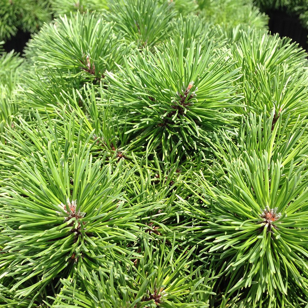 Pinus mugo 'Valley Cushion'