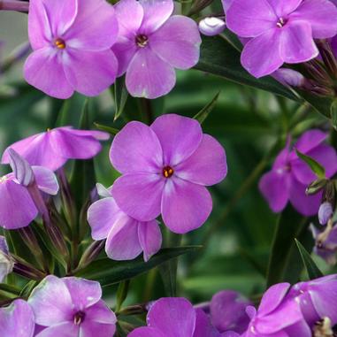 Phlox x glaberrima 'Forever Pink'
