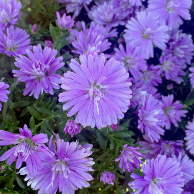 Aster Double Purple