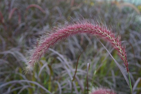 Fountain Grass Red