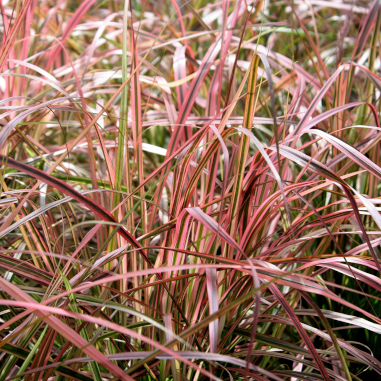 Fountain Grass Variegated Red