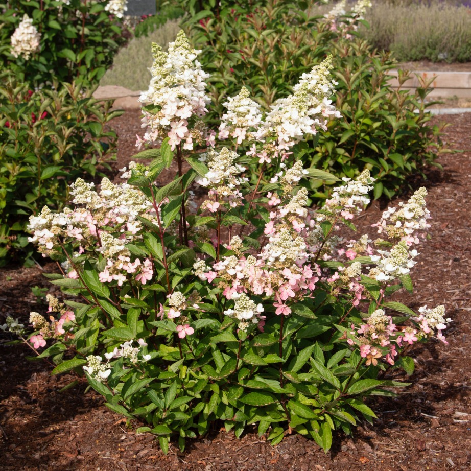 Hydrangea paniculata 'Kolmavesu'