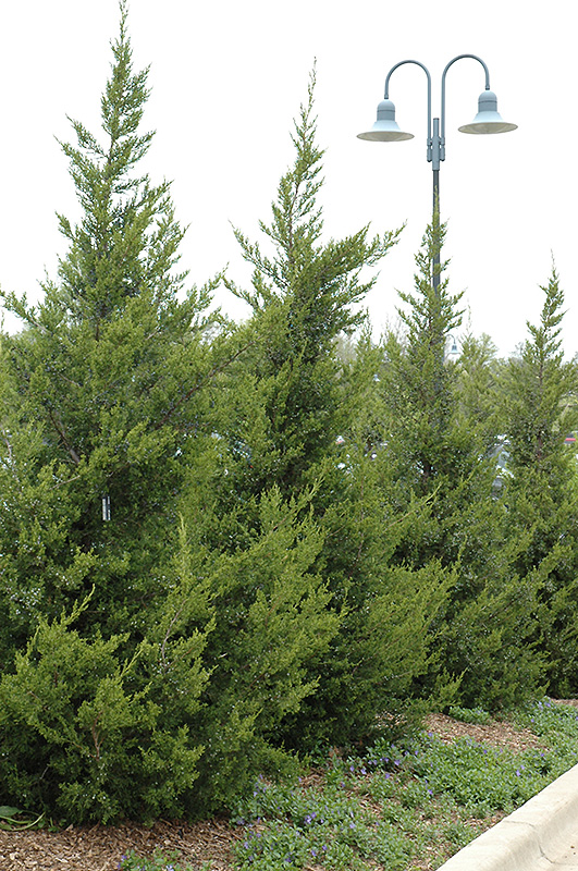 Juniperus chinensis ‘Fairview’