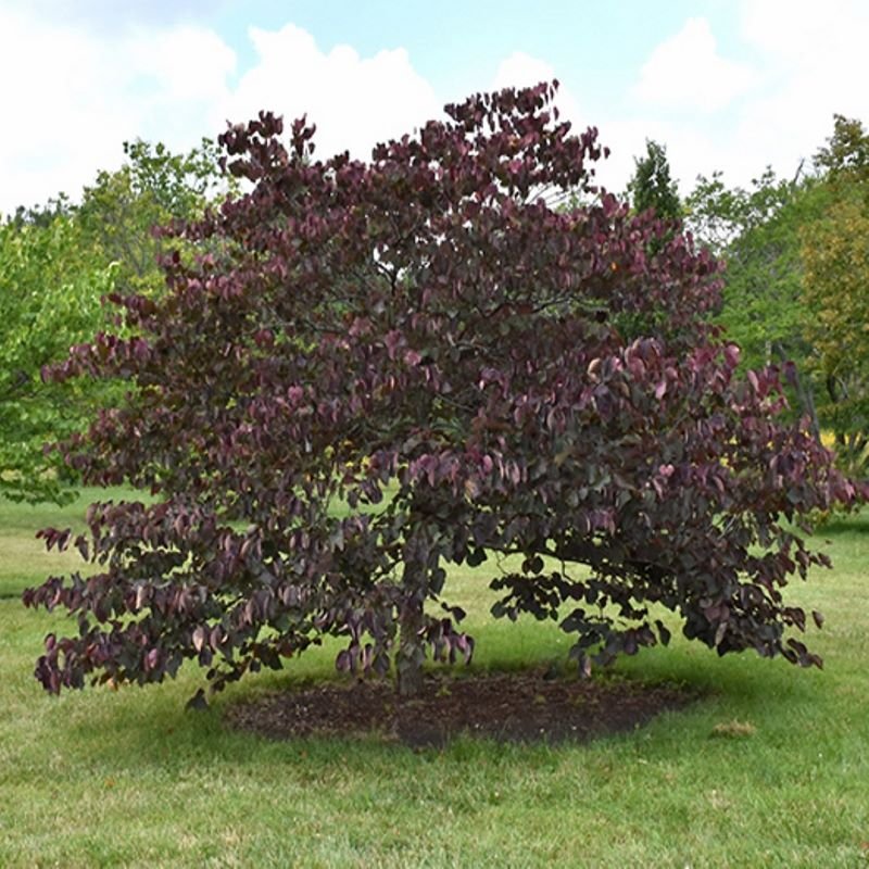Cercis canadensis ‘Forest Pansy’