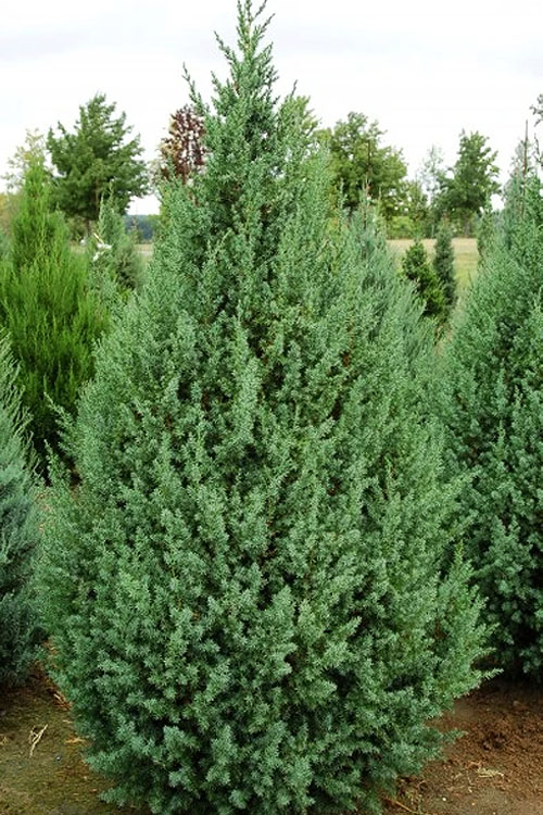 Juniperus x ‘J.N. Select Blue’