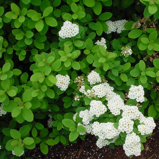 Spiraea betulifolia 'Tor'