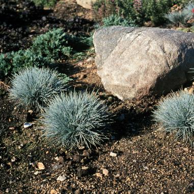 Festuca glauca 'Elijah Blue'