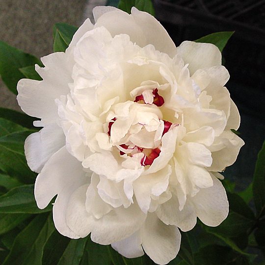 Paeonia 'Festiva Maxima'