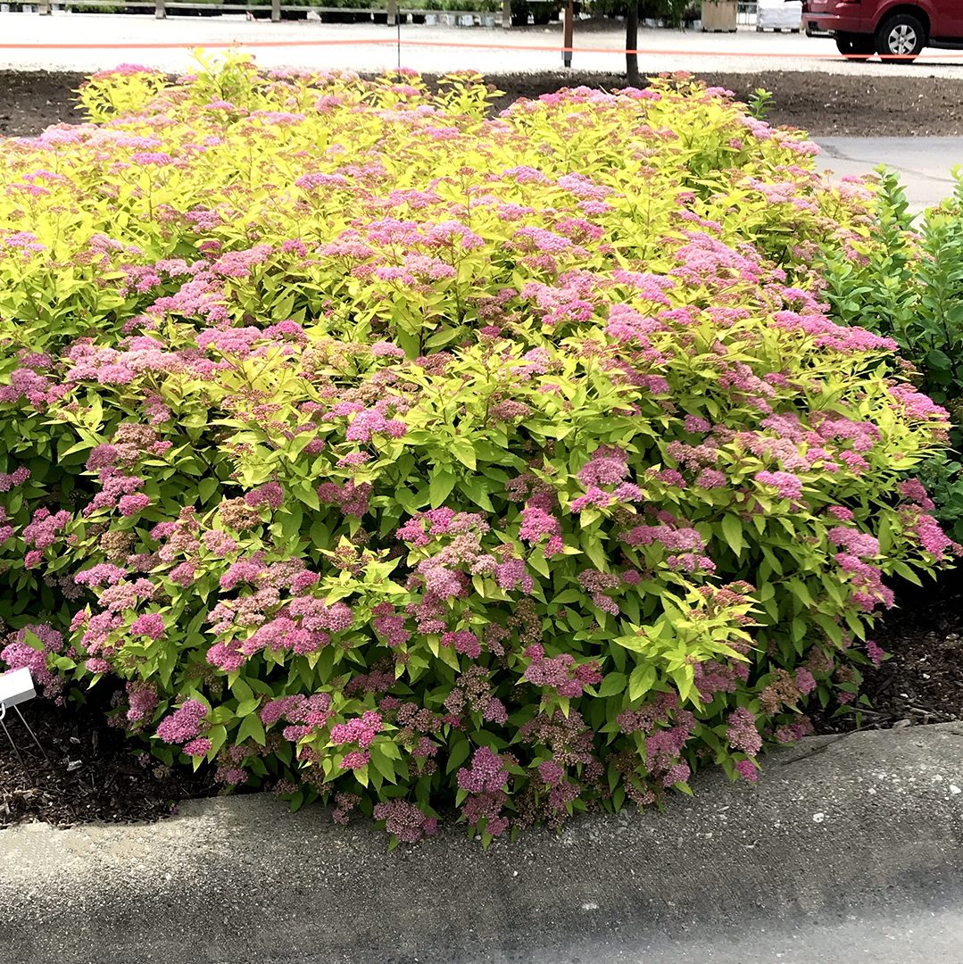 Spiraea japonica 'Goldmound'