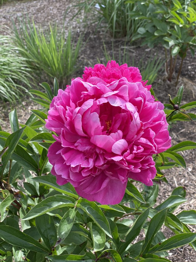 Paeonia 'Kansas'