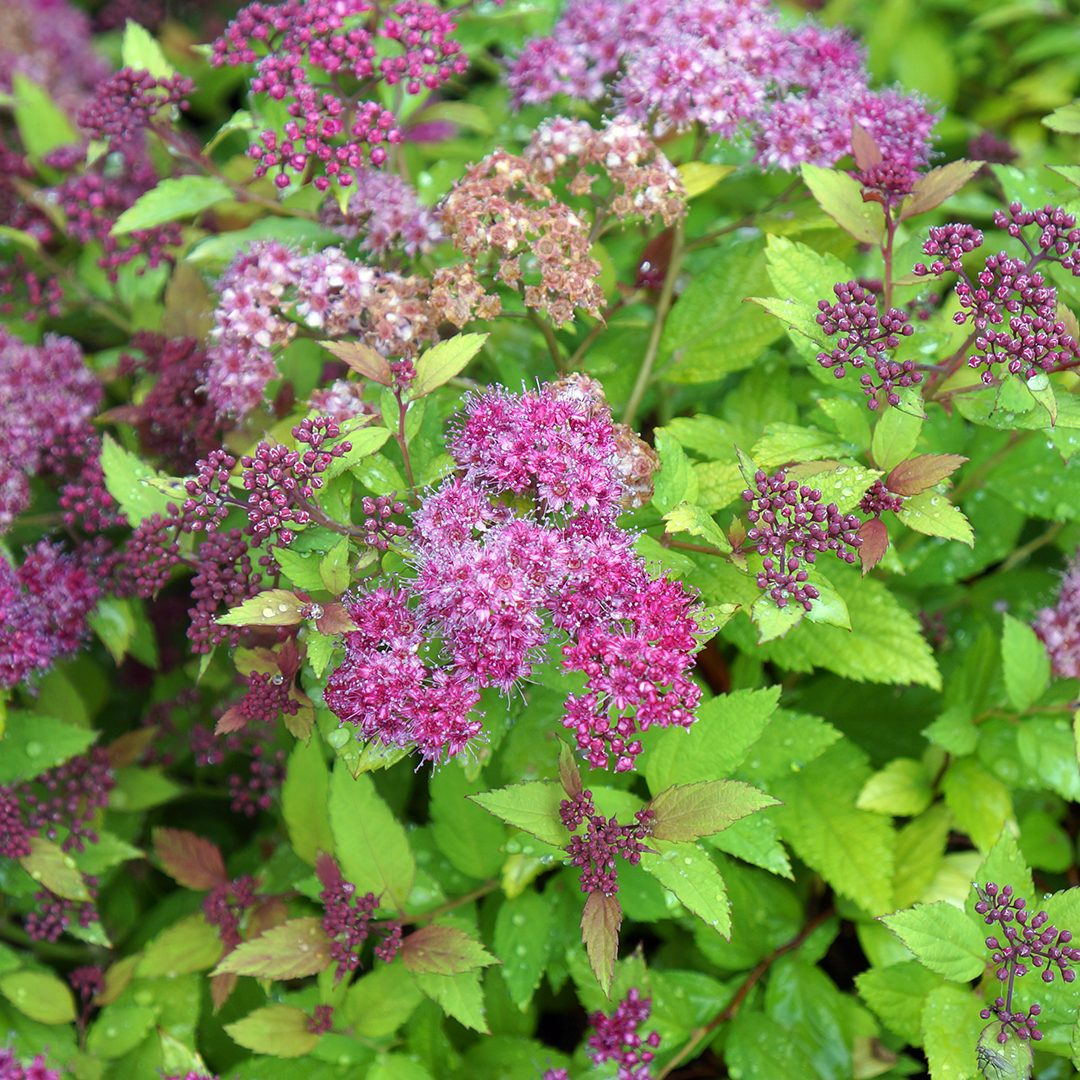 Spiraea japonica 'Walbuma'