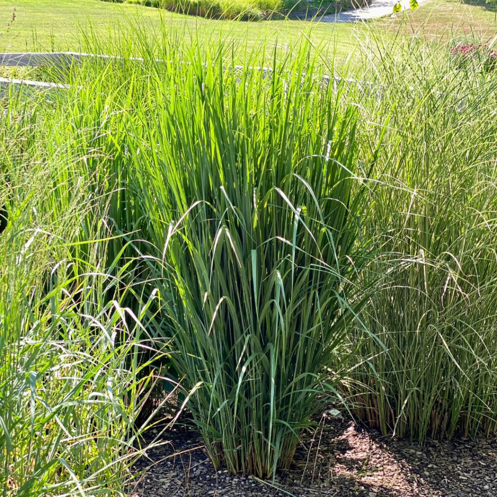 Panicum virgatum 'Northwind'