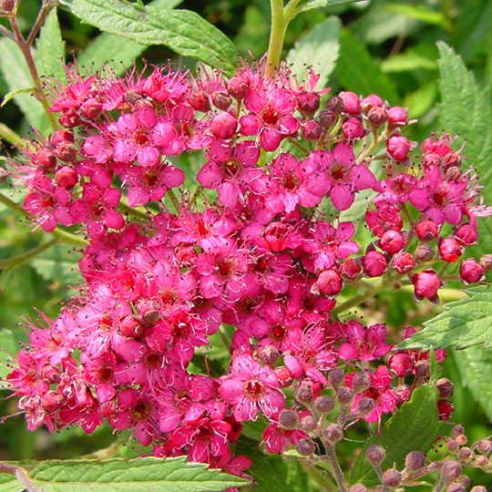 Spiraea japonica 'Neon Flash'