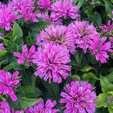 Monarda didyma 'Petite Delight'