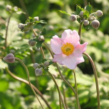 Anemone tomentosa 'Robustissima'