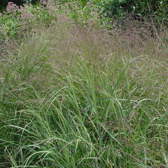 Panicum virgatum 'Rotstrahlbusch'