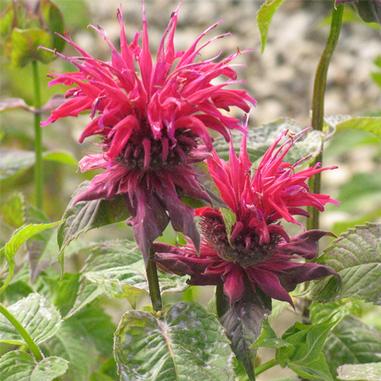 Monarda didyma 'Raspberry Wine'