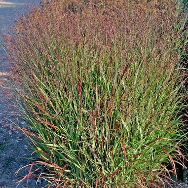 Panicum virgatum 'Shenandoah'