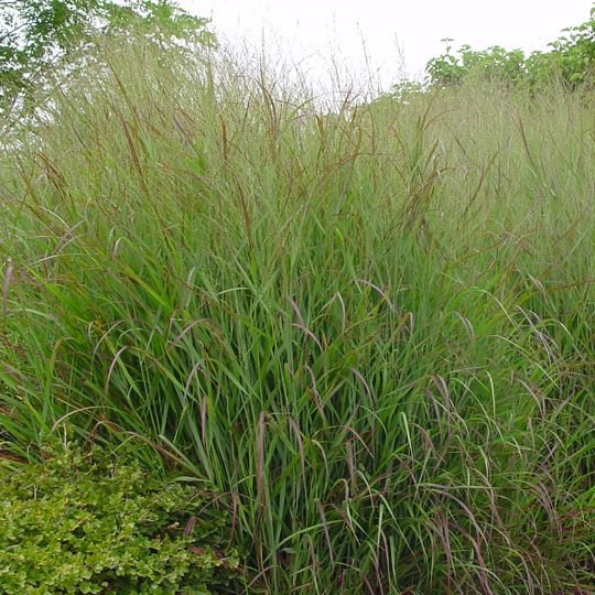 Panicum virgatum 'Shenandoah'