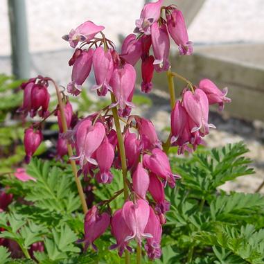 Dicentra formosa 'Luxuriant'