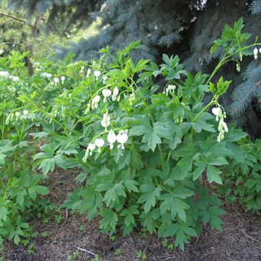 Dicentra (Lamprocapnos) spectabilis 'Alba'
