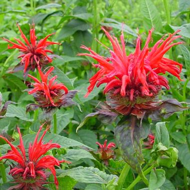 Monarda didyma 'Jacob Cline'
