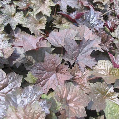 Heuchera 'Palace Purple'