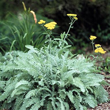 Achillea millefolium 'Moonshine'