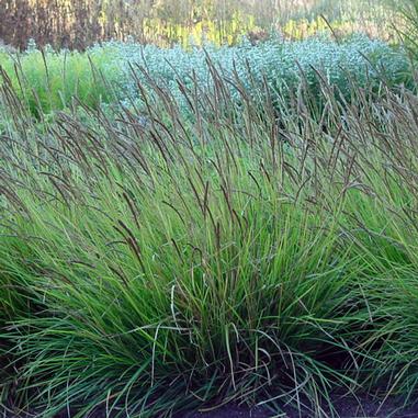 Sesleria autumnalis