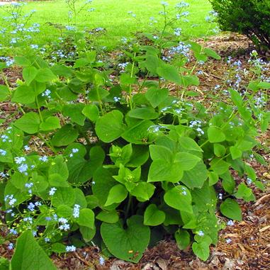 Brunnera macrophylla