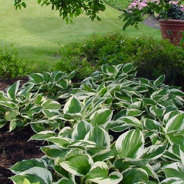 Hosta 'Patriot'