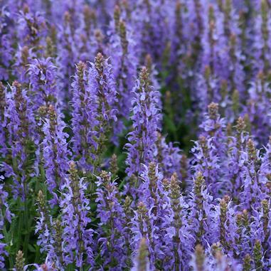 Salvia nemorosa 'Blue Hill'