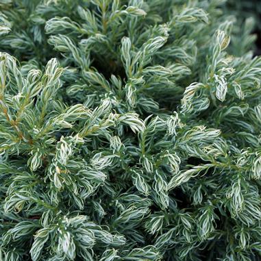 Chamaecyparis pisifera 'Boulevard'