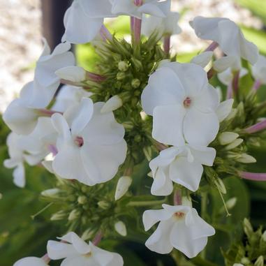 Phlox paniculata 'David'