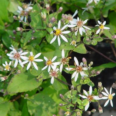Eurybia divaricata