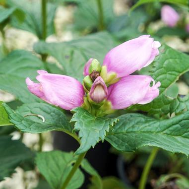 Chelone lyonii 'Hot Lips'