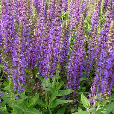 Salvia nemorosa 'East Friesland'