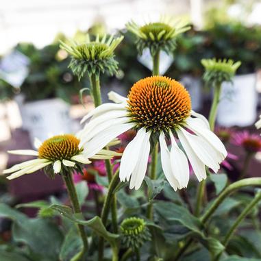 Echinacea 'Alba'