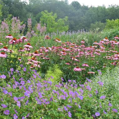 Echinacea 'Magnus'