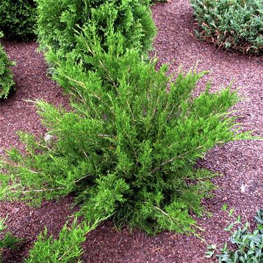 Juniperus chinensis 'Sea Green'